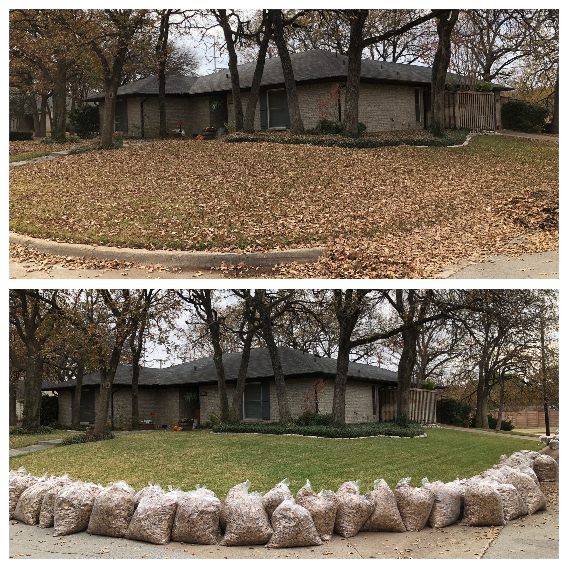 Before and After of a huge leaf removal project at Handsome Lawn Service