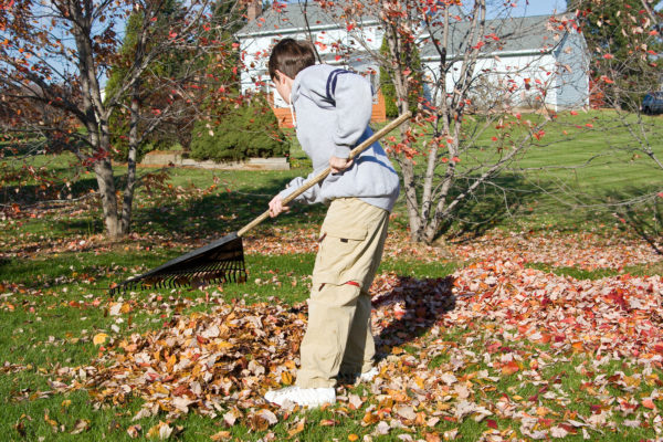 General Yard Upkeep Tips from Handsome Lawn Service