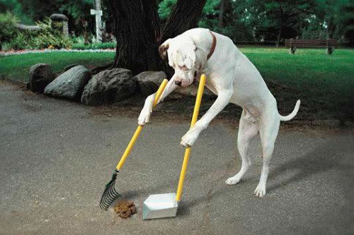 Muck Dog Disposing of Poop