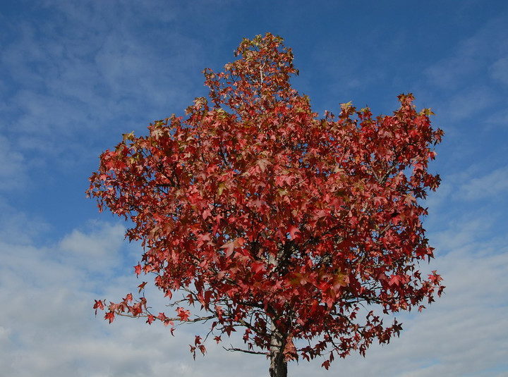 Caring For Your Japanese Maple Tree In Texas