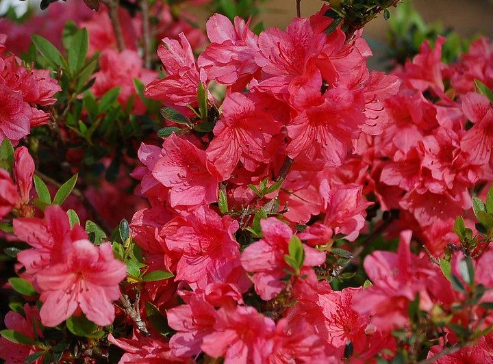 A Handy Guide To The Best Shade Plants For North Texas