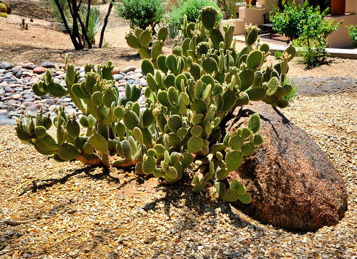 How To Add A Cacti Garden To Your Texas Yard