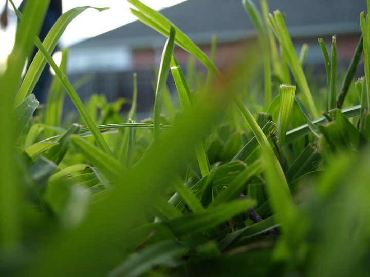 5 Simple Ways To Make Your Texas Grass Thicker And Keep It That Way
